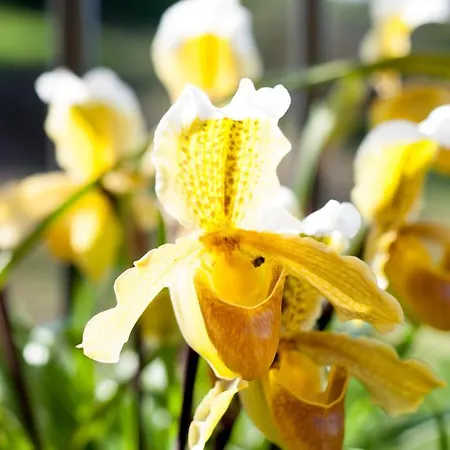 Paradise House カリェタ