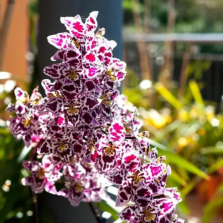 Paradise House Calheta Дом отдыха Кальета